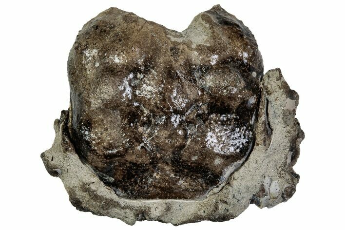 Cretaceous Crab (Dakoticaucer) Fossil - Mississippi #315753
